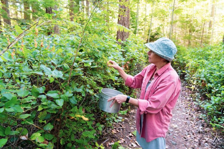 Going Berry Picking